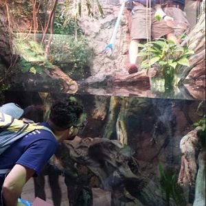 Amazon Rising - Cuvier's Dwarf Caiman Exhibit