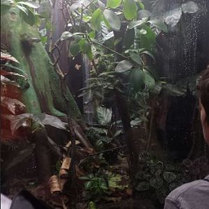 Amazon Rising - Fringed Leaf Frog Exhibit
