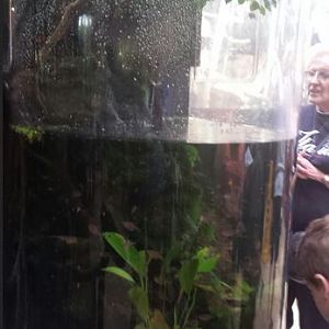 Amazon Rising - Caecilian + Four-eyed Fish Exhibit