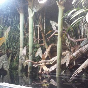 Amazon Rising - Caiman Lizard Exhibit