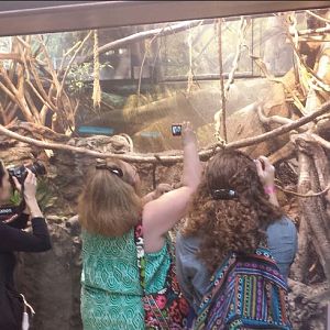 Amazon Rising - Bolvian Grey Titi Monkey + Goeldi's Marmoset + Pygmy Marmos