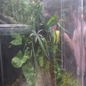 Amazon Rising - Dyeing Poison Dart Frog + South American Clown Tree Frog