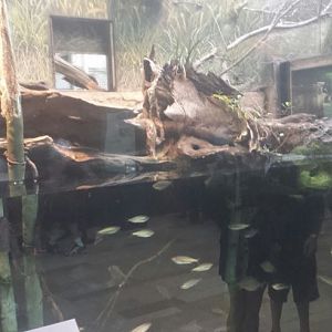 Amazon Rising - Green Anaconda Exhibit