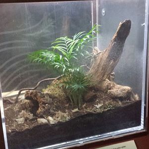 Amazon Rising - Goliath Birdeater Exhibit