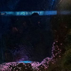 Oceans - Chain Dogfish + Oyster Toadfish Exhibit