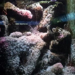 Oceans - Jewled Anemone + Painted Greenling + Blackeye Goby