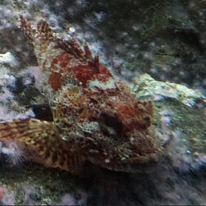 Oceans - California Scorpionfish