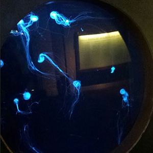 Atlantic Sea Nettle Exhibit