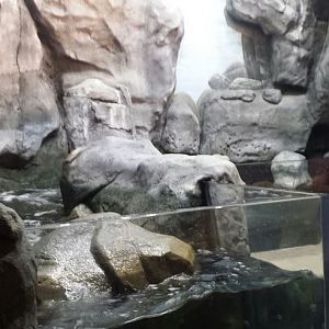 Wild Reef - Shoreline Surf Exhibit