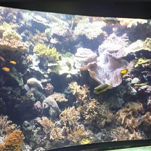Wild Reef Exhibit