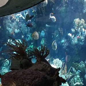 Wild Reef - Schooling Fish Exhibit