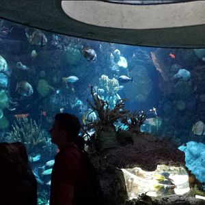 Wild Reef - Schooling Fish Exhibit