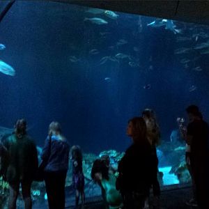 Wild Reef - Shark Reef Exhibit