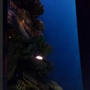 Wild Reef - Red Lionfish Exhibit