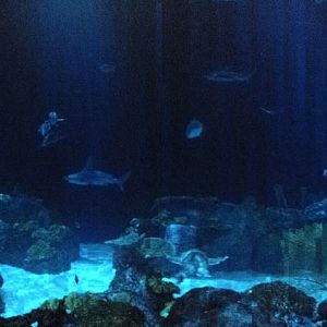 Wild Reef - Shark Reef Exhibit