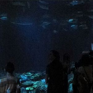 Wild Reef - Shark Reef Exhibit
