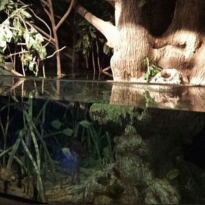 Wild Reef - Mangrove Exhibit