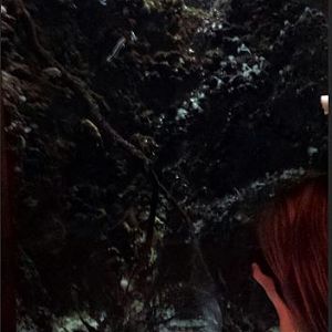 Seahorses and Seadragons - Potbelly Seahorse + Southern Hulafish