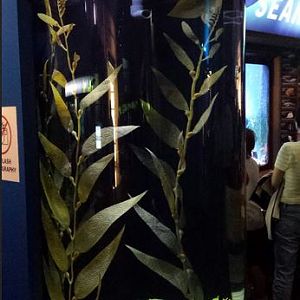 Seahorses and Seadragons - Black Seahorse Exhibit