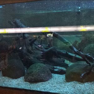 Great Lakes - Pumpkinseed Sunfish + Walleye + Yellow Perch + Southern Small