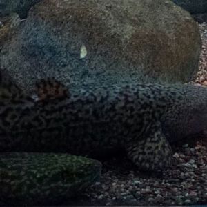 Great Lakes - Burbot