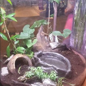 Great Lakes - Tiger Salamander Exhibit