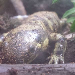 Great Lakes - Tiger Salamander