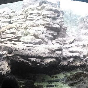 Islands and Lakes - Grand Cayman Blue Iguana Exhibit