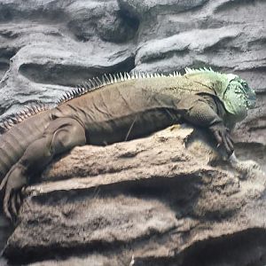 Islands and Lakes - Grand Cayman Blue Iguana