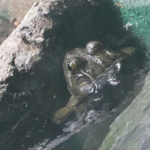 Frogs - American Bullfrog