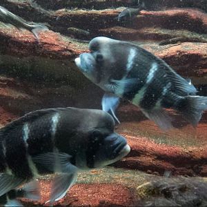 Islands and Lakes - Humphead Cichlids