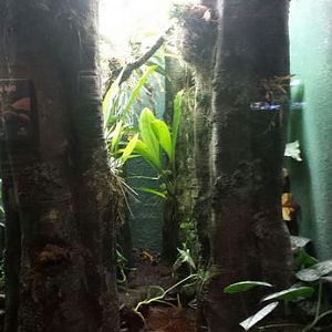 Frogs Exhibit