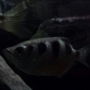 Rivers - Banded Archerfish
