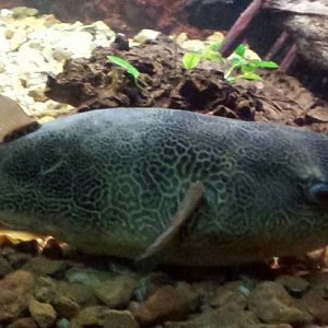 Rivers - Congo Puffer
