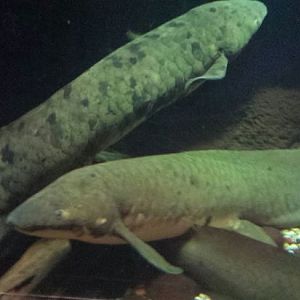 Rivers - Australian Lungfish