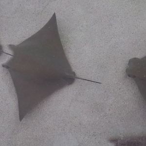 Stingray Touch - Cownose Ray