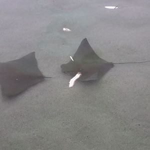 Stingray Touch - Cownose Ray