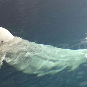 Oceanarium - Pacific Northwest - Beluga Whale
