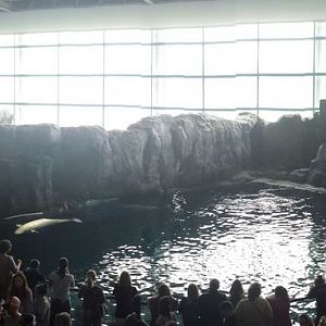Oceanarium - Pacific Northwest - Beluga Whale Exhibit