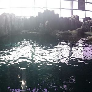 Oceanarium - Pacific Northwest - Beluga Whale Exhibit