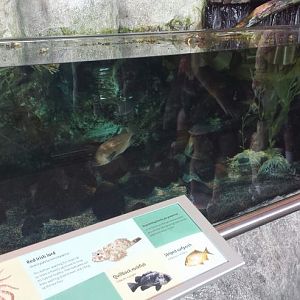 Oceanarium - Pacific Northwest Exhibit
