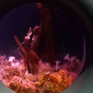 Polar Play Zone - Cockscomb + Hooded Nudibranch + Jewled Anemone Exhibit