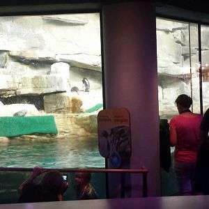 Polar Play Zone - Icy South Exhibit