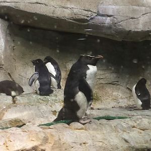 Polar Play Zone - Icy South - Southern Rockhopper Penguin