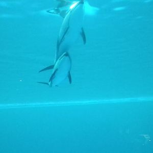 Polar Play Zone - Pacific White-sided Dolphins