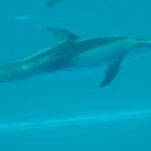 Polar Play Zone - Pacific White-sided Dolphin