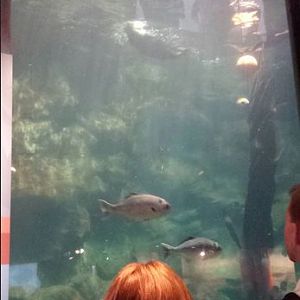 Polar Play Zone - Sea Otter Exhibit - Underwater Viewing