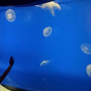 Jellies - Moon Jellyfish Exhibit