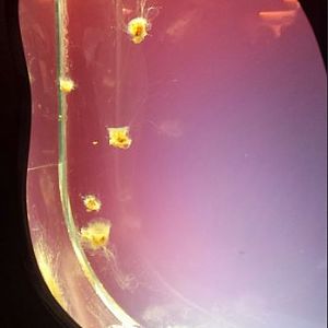 Jellies - Lion's Mane Jellyish Exhibit