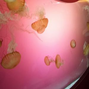 Jellies - Northeast Pacific Sea Nettle Exhibit